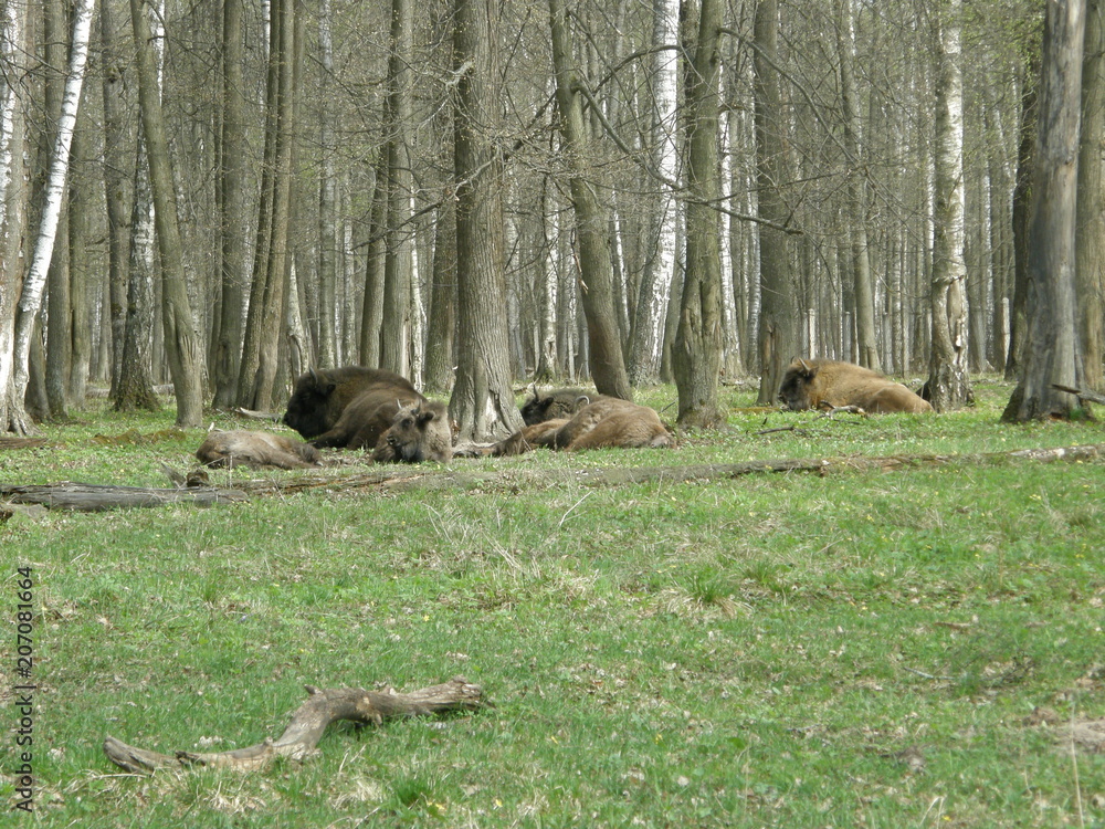 animal, animal themes, animal wildlife, Animals in the Wild, day, environment, forest, Grass, group of animals, Land, landscape, Nature, no people, outdoors, Plant, Tranquility, Tree, Tree trunk, trun animal, animal themes, animal wildlife, Animals in the Wild, day, environment, forest, Grass, group of animals, Land, landscape, Nature, no people, outdoors, Plant, Tranquility, Tree, Tree trunk, trun