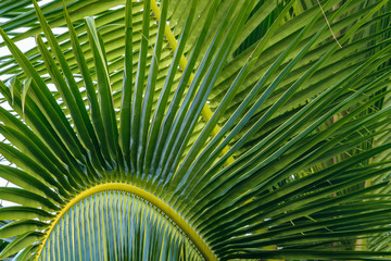 Wandcirkels Palmboom Palmbladeren close-up zonnige dag  © knelson20