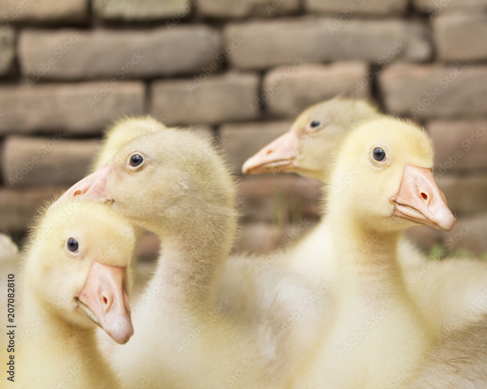 Fluffy Goslings in a Backyard. Adorable Baby Animals Fluffy Goslings in a Backyard. Adorable Baby Animals