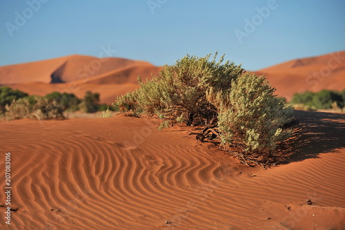 Namibia. Single trees in the African desert