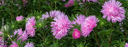 banner lush fresh purple flowers asters