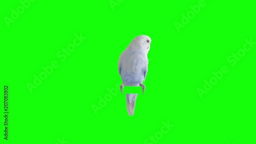 A parrot stands on a branch. Chroma Key