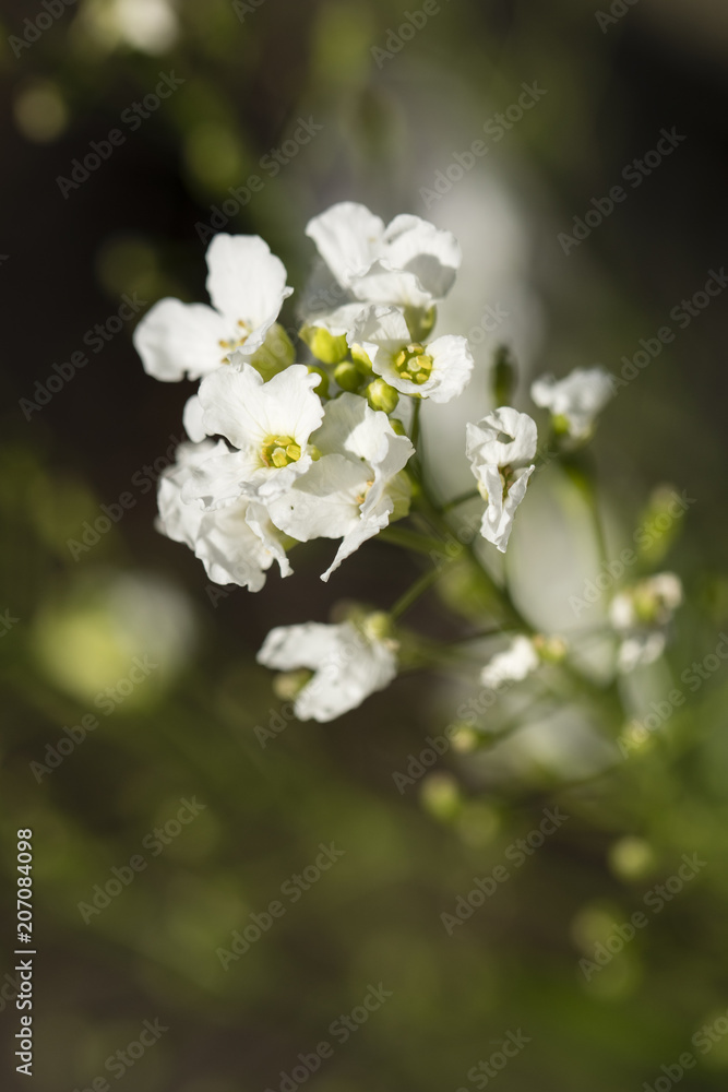 White horseradish flowers.