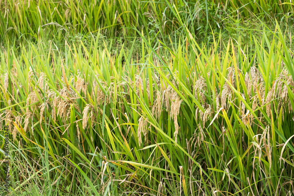 Obraz premium Agriculture rice grains in rice field