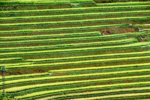 Rice field terraced curve on mountain