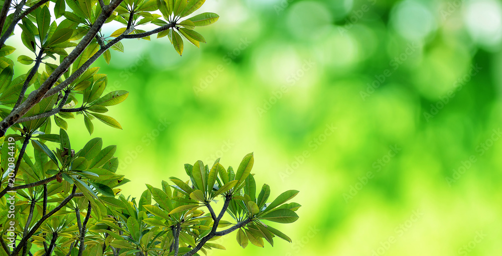 Green leaf on nature green bokeh background with natural light Green leaf on nature green bokeh background with natural light
