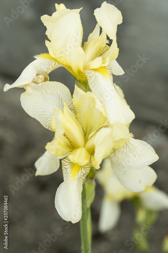 Fototapeta Naklejka Na Ścianę i Meble -  Yellow flower of an iris in the garden.
