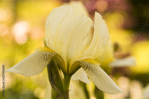 Fototapeta Naklejka Na Ścianę i Meble -  Yellow flower of an iris in the garden.