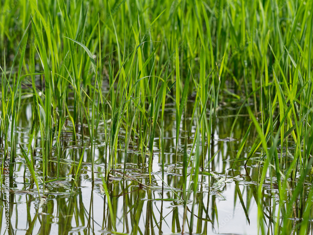 Young green rice plant with reflection in close up in Ayutthaya province, central part of Thailand, with sky background Young green rice plant with reflection in close up in Ayutthaya province, central part of Thailand, with sky background
