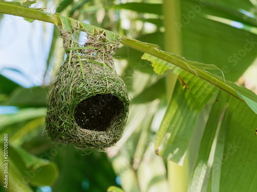 Empty weaver bird nest made by dry grass or straw on banana tree in outdoor farm with blur background