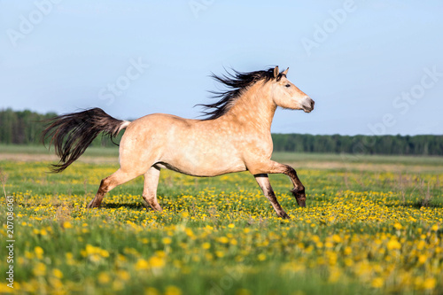 Horse running on a meadow.