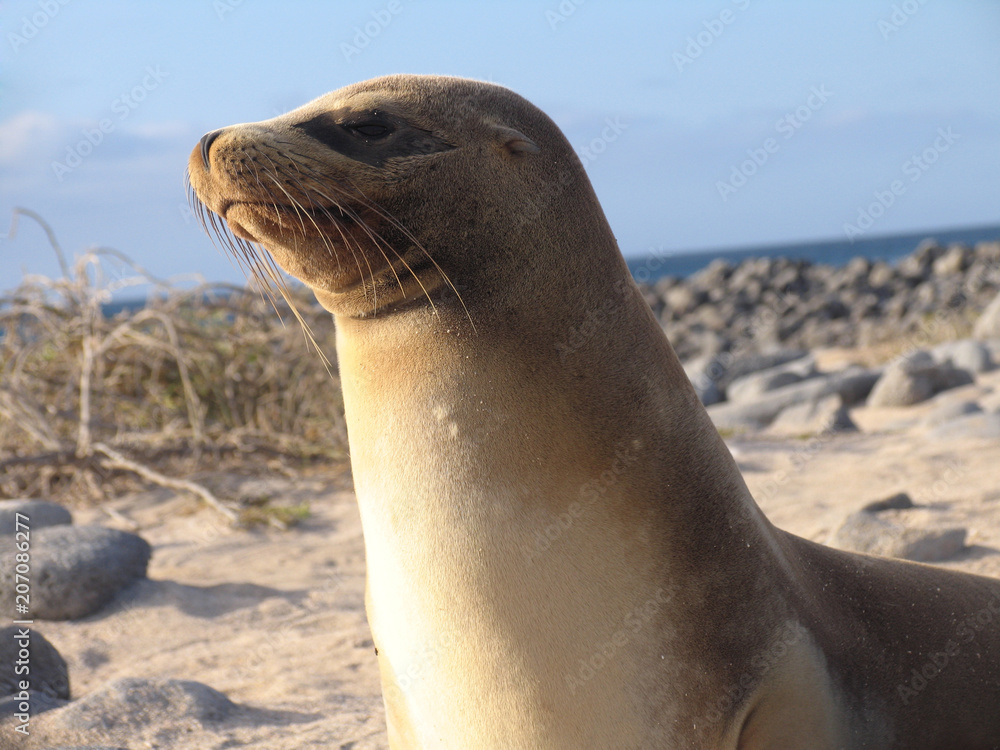 Fototapeta premium seal is looking for something
