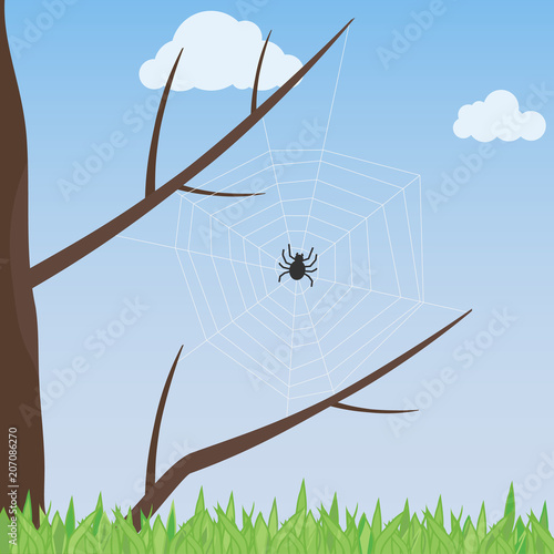 A web with a spider on a tree. The spider pulled a web on the tree.