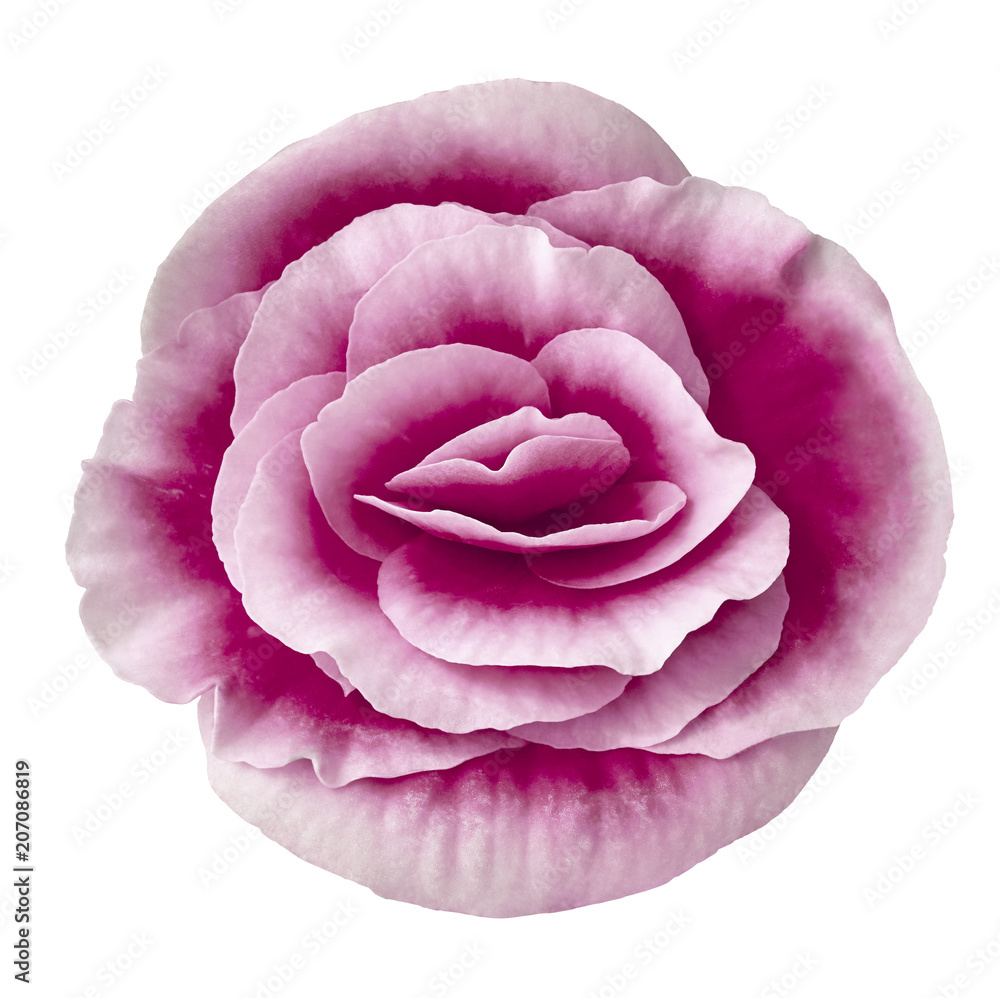 Obraz premium Flower eggplant white begonia isolated on white background. Close-up. Element of design.