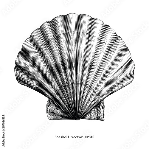 Scallop Seashell vintage clip art