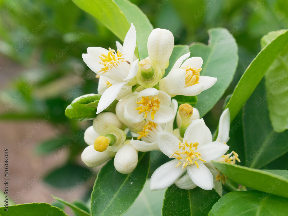 Obraz premium Fresh green lime, main ingredient in asian dish or food, on tree branch over blurred farm and garden background