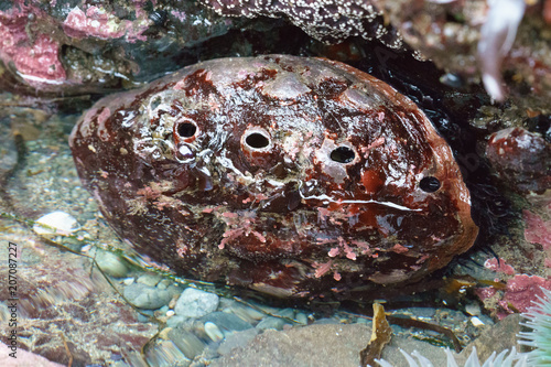 live abalone in tide pool