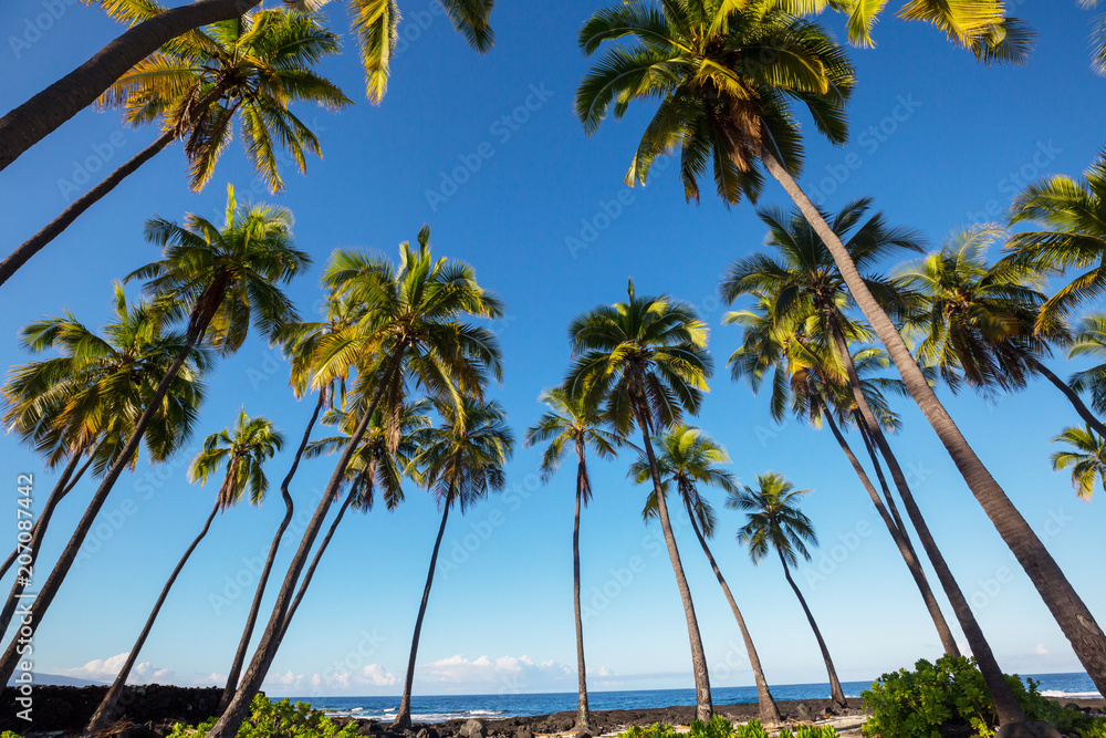 Obraz premium Hawaiian beach