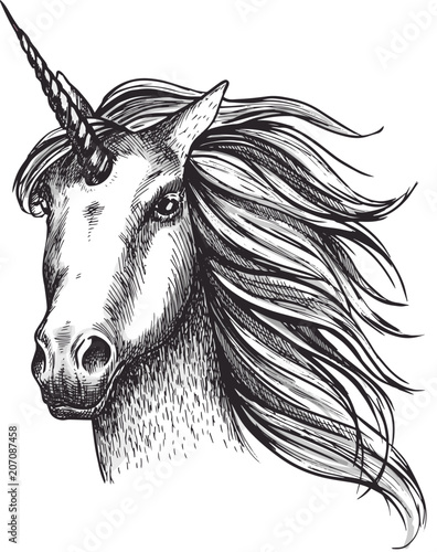 Unicorn horse vector sketch fairy tale animal head