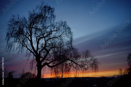 Baum im Sonnenuntergang 