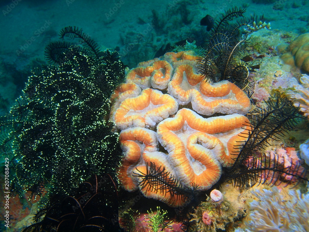 Obraz premium Stone coral