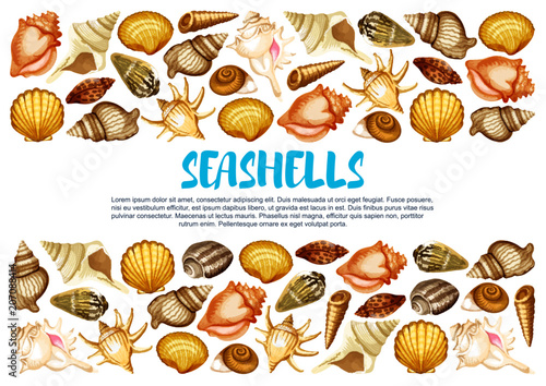 Seashell banner with marine mollusc shell border