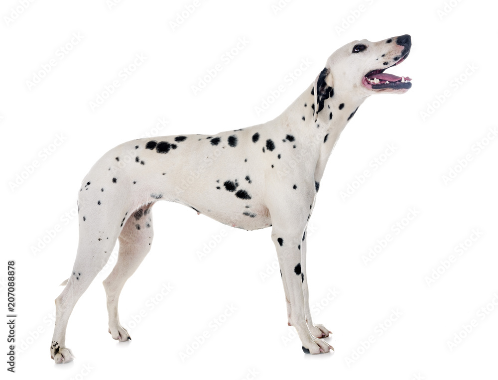 dalmatian in studio