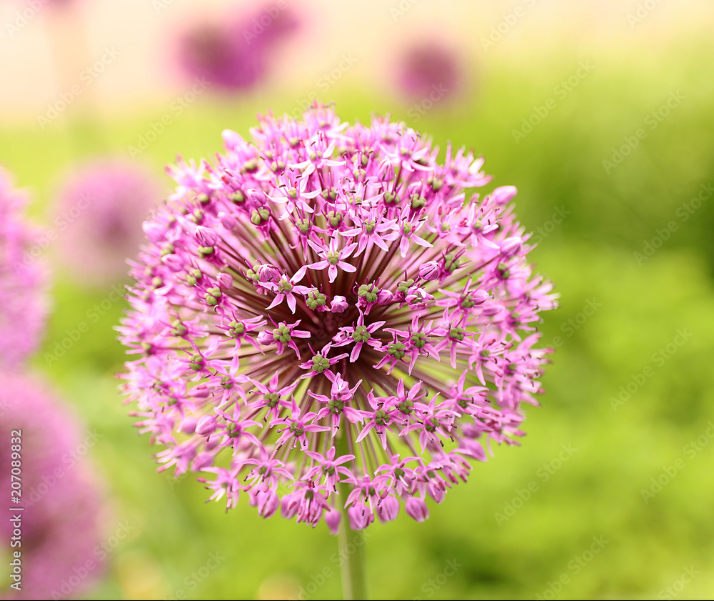 Fototapeta premium Allium Allieae