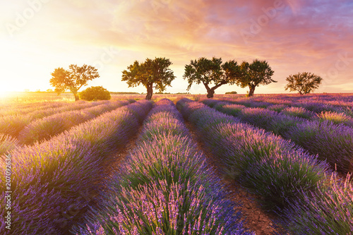 Fototapeta Naklejka Na Ścianę i Meble -  Lavender field in Provence during sunset
