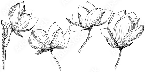 Magnolia in a vector style isolated. Full name of the plant: magnolia. Vector olive tree for background, texture, wrapper pattern, frame or border.