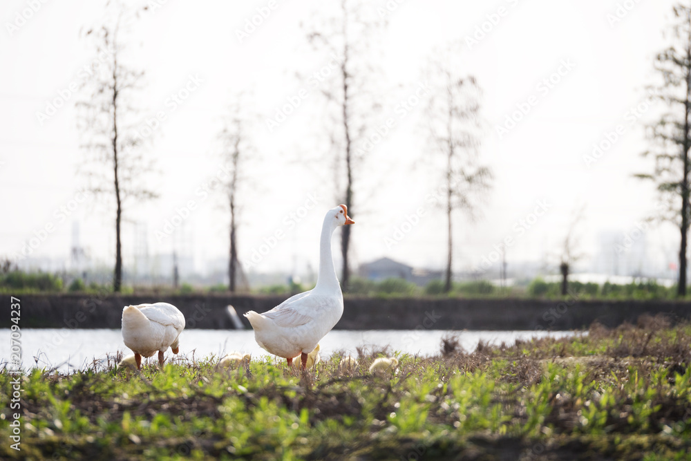 Obraz premium white goose stand on the lake