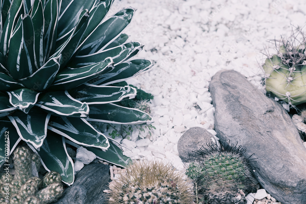 Cactuses in garden in pale shades image. Desert plants photo. Cactuses in garden in pale shades image. Desert plants photo.