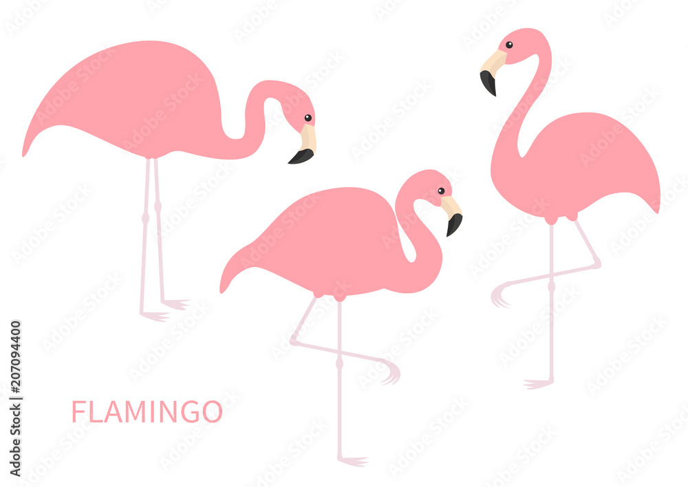 Obraz premium Pink flamingo icon set. Three exotic tropical bird. Zoo animal collection. Cute cartoon character. One leg. Looking on the ground. Decoration element. Flat design. Isolated. White background