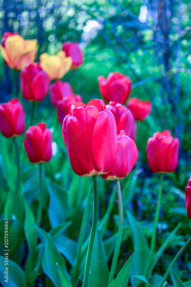 Fototapeta premium Red and yellow tulips on a flower bed in the park