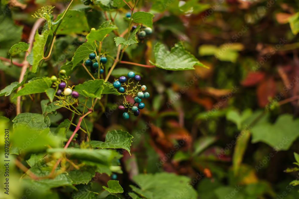 wild cyan berries, growing on a bush,