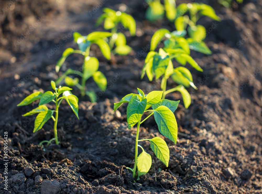 Saplings of paprika in the soil in the garden Saplings of paprika in the soil in the garden