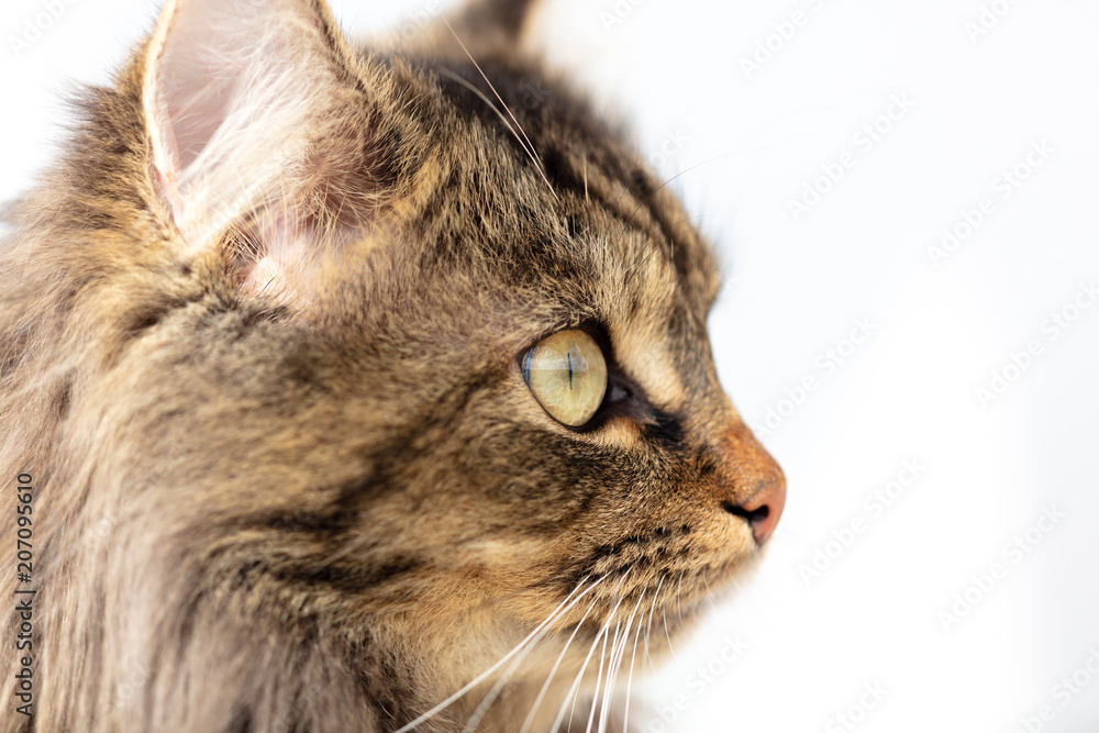 Portrait of a Maine Coon cat in nature Portrait of a Maine Coon cat in nature