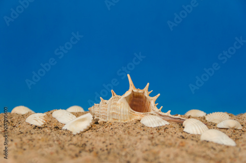 minimalist background representing the summer with snails clams goggles and sand on celestial