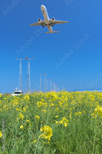 仙台空港 北釜地区 菜の花畑 sendai airport canola flower field photo