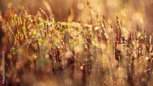 Canvas Print Yellow moss in dew drops at sunset