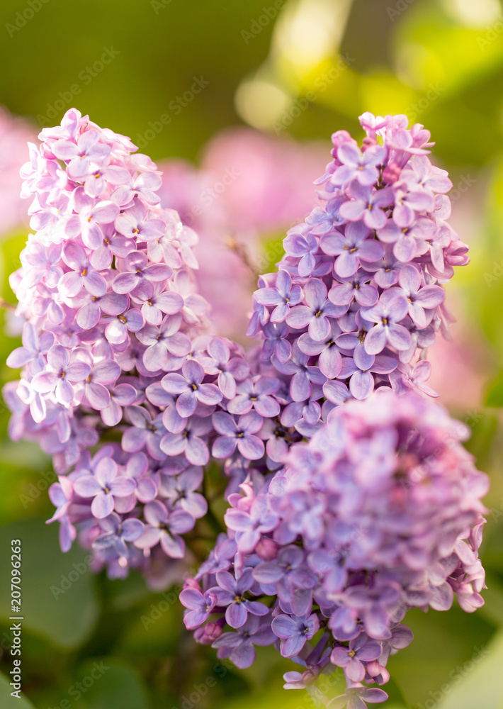 Obraz premium Lilac flowers on a tree in spring