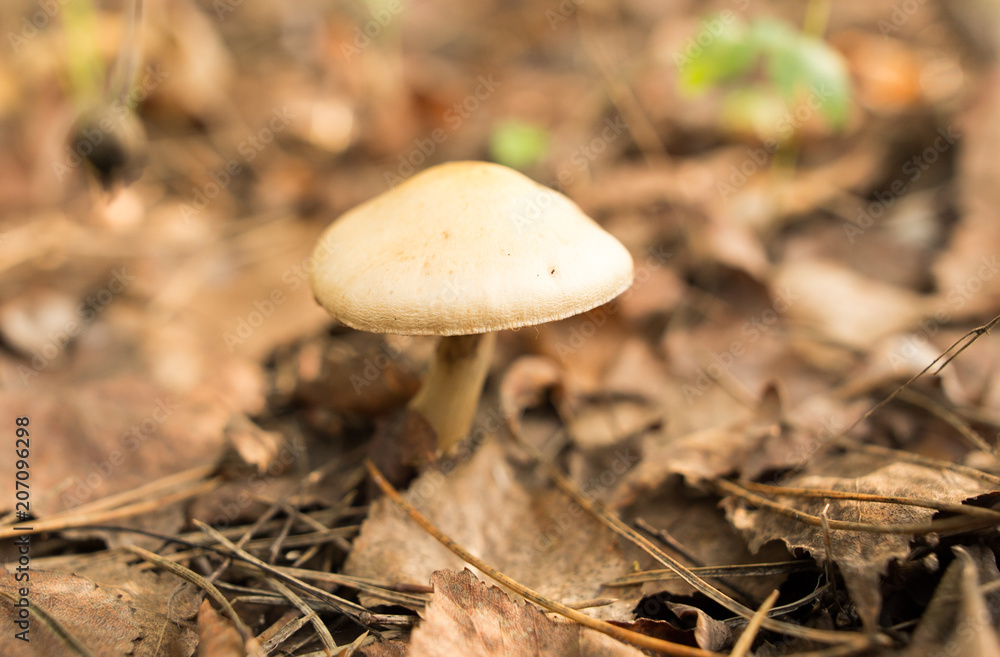 Inedible fungus grows in the woods outdoors Inedible fungus grows in the woods outdoors