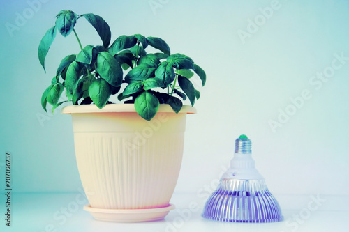 Basil growing in a pot and fitolamp - eco-friendly led lamp, green lamp