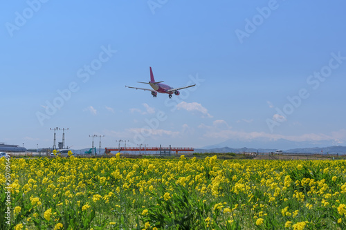 仙台空港 北釜地区 菜の花畑 sendai airport canola flower field