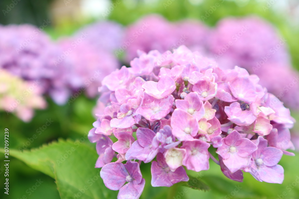 紫陽花 紫陽花
