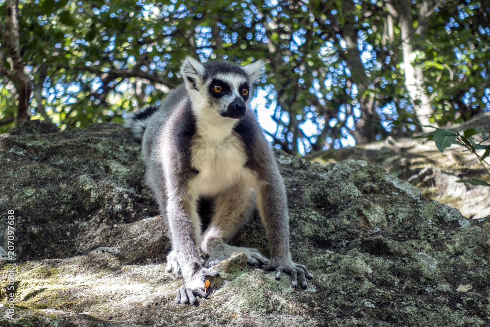Obraz premium Wild Verreaux s sifaka lemur, Madagascar