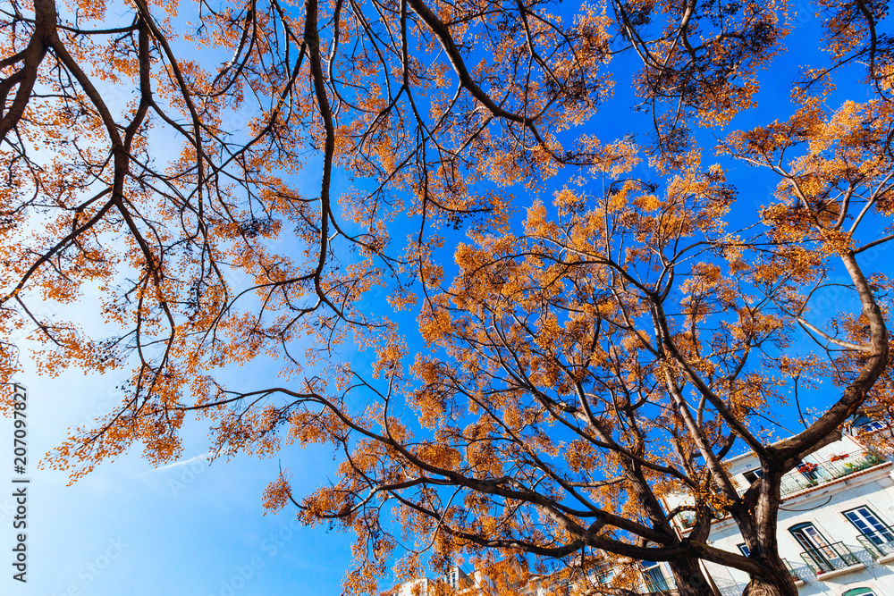 branches of two trees with yellow leaves intertwine with each other against the background of a blue and cloudless sky branches of two trees with yellow leaves intertwine with each other against the background of a blue and cloudless sky