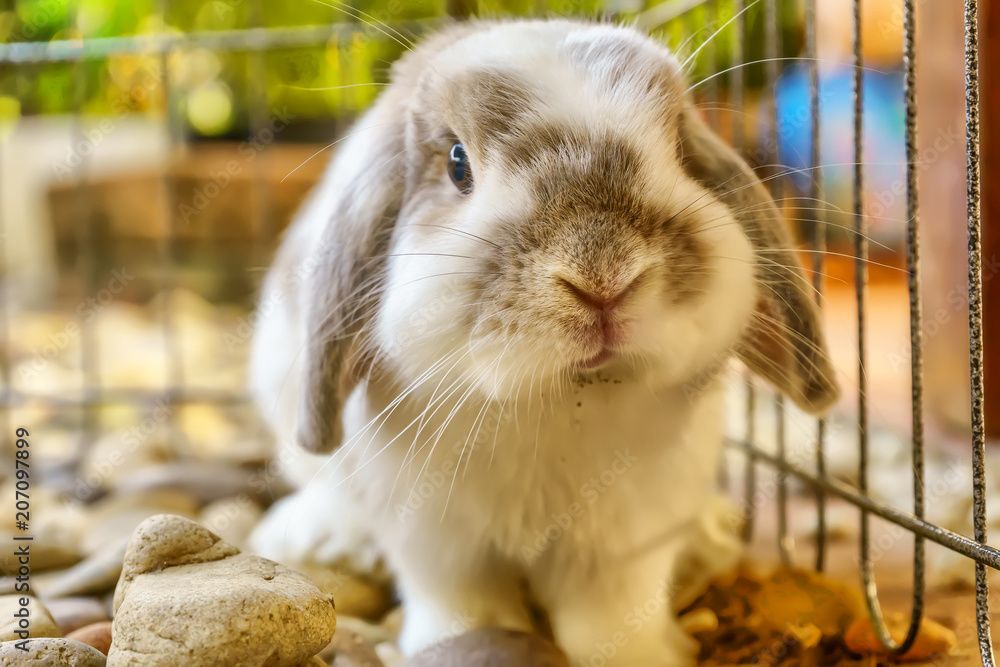 The rabbit are sitting in the rock gardens. The rabbit are sitting in the rock gardens.