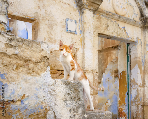 Fototapeta Naklejka Na Ścianę i Meble -  Kitten on stairs of an old abandoned house, island Rhodes, Greece