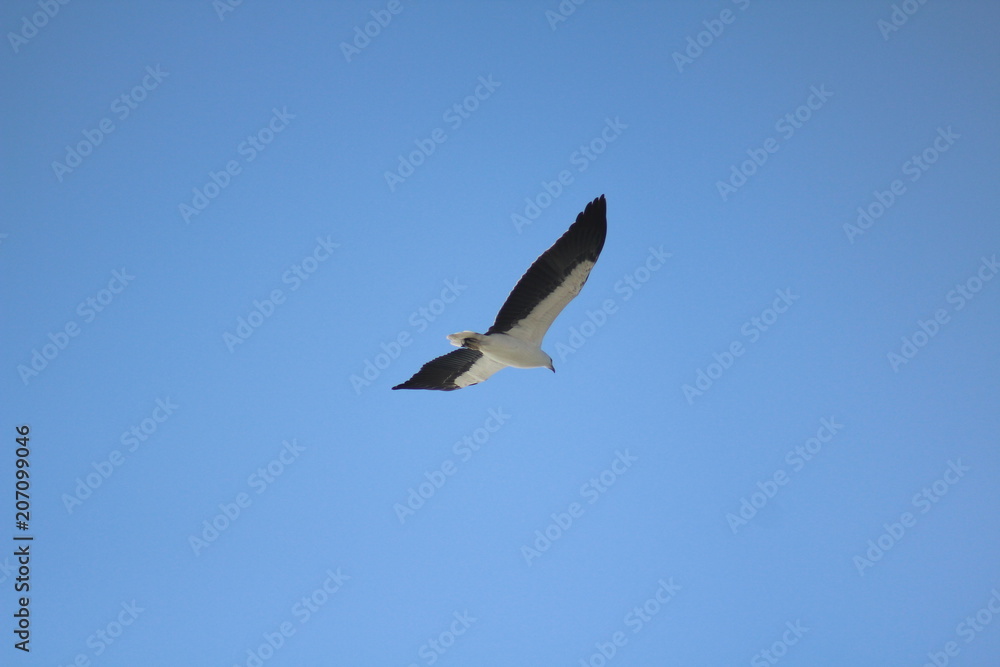 Obraz premium Bird
